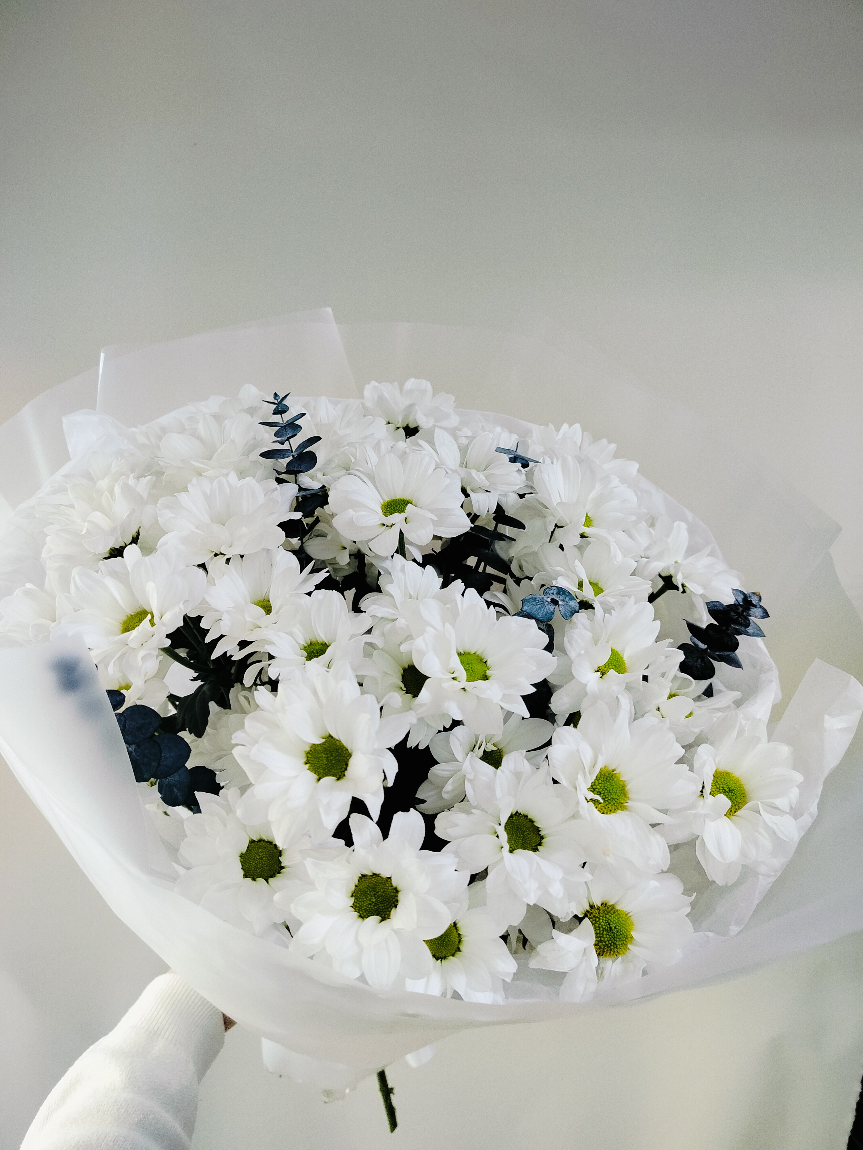 Хризантемы сорта Кеннеди