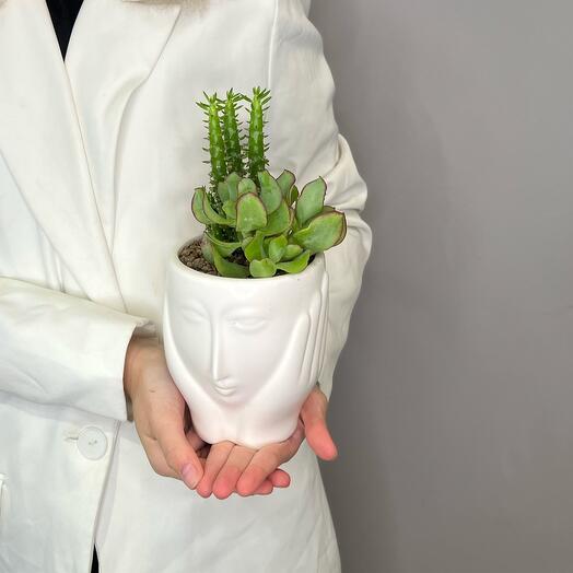 Композиция из суккулентов «Лори»