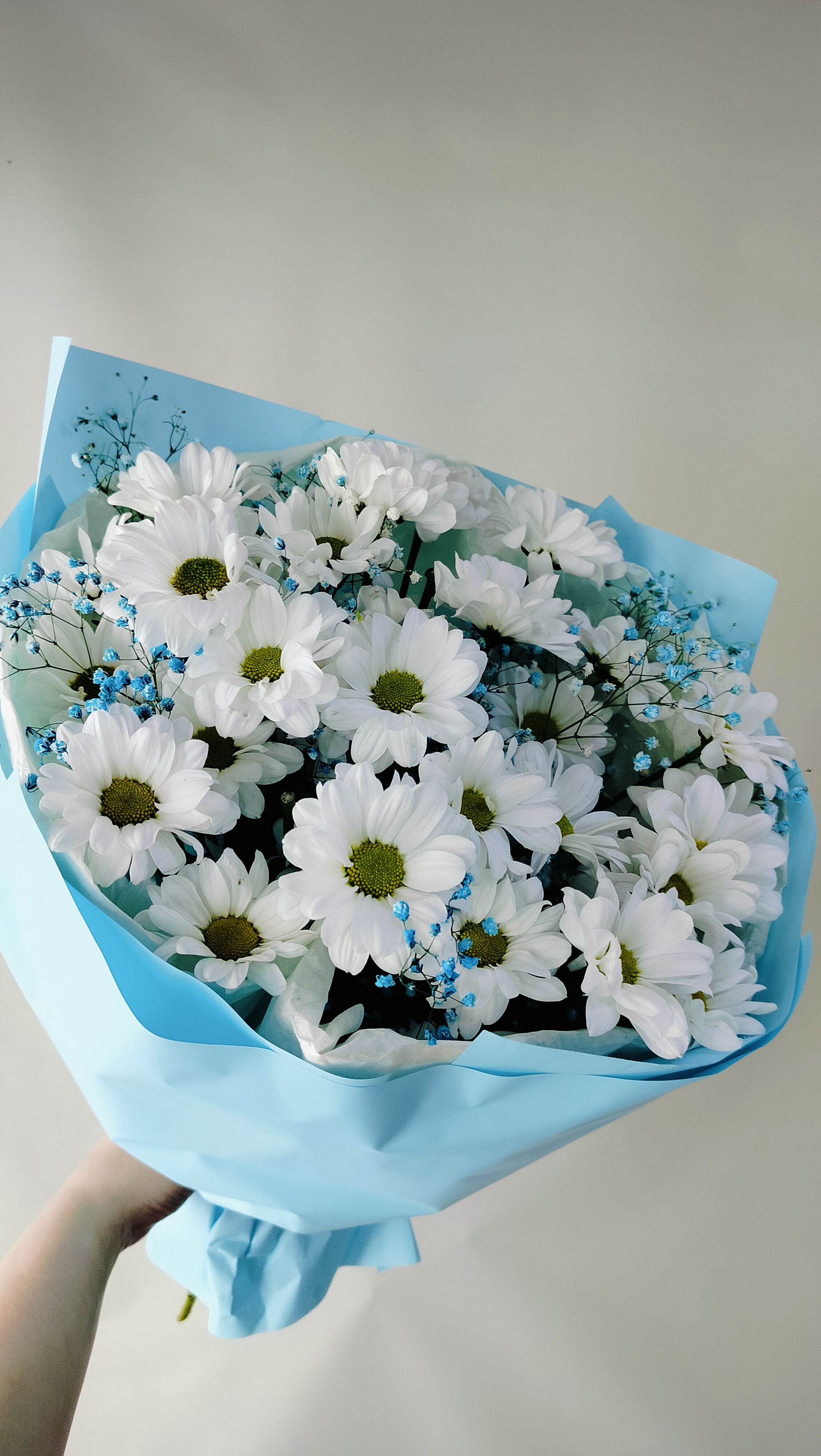 Хризантемы сорта Кеннеди