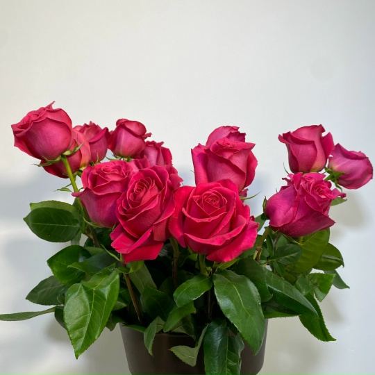 Роза Пинк Флойд