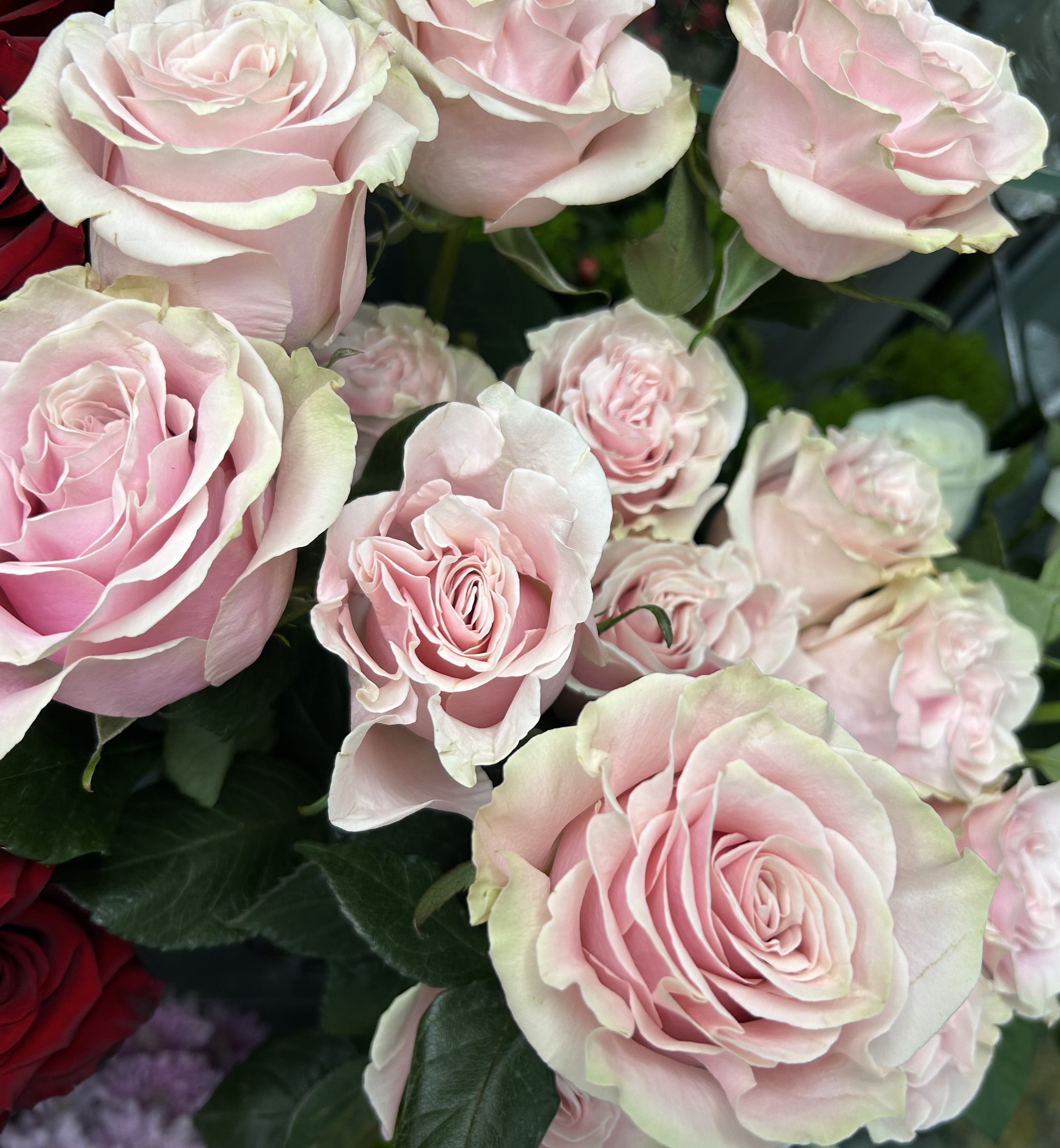 7 эквадорских роз Пинк Мондиаль