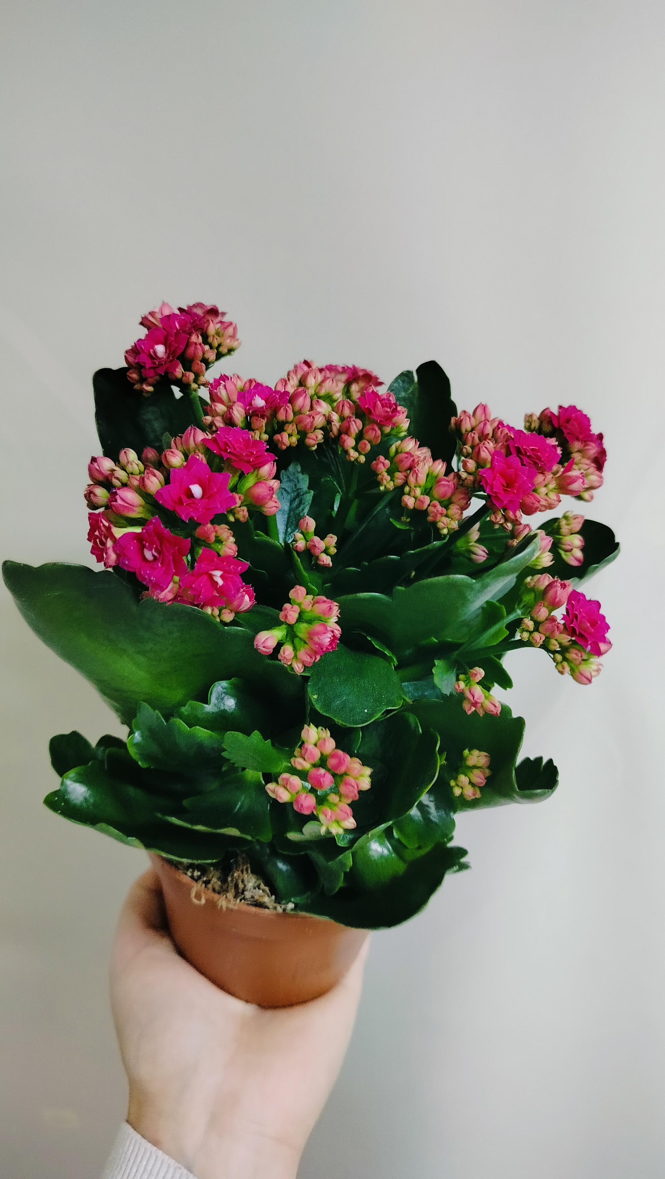 Каланхоэ розовый