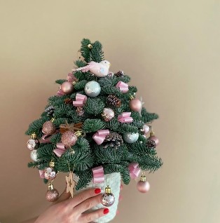 Живая ель из нобилиса
