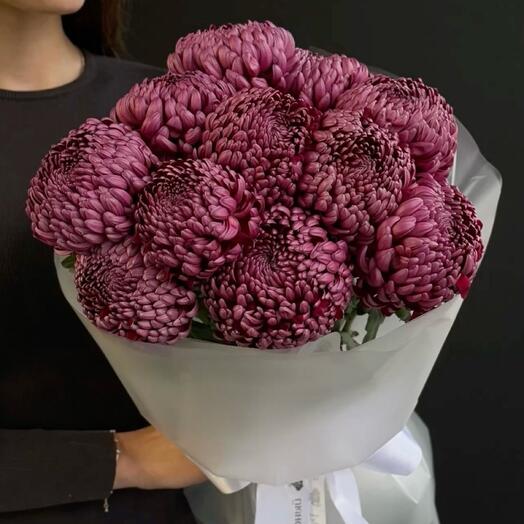 11 хризантем винного оттенка