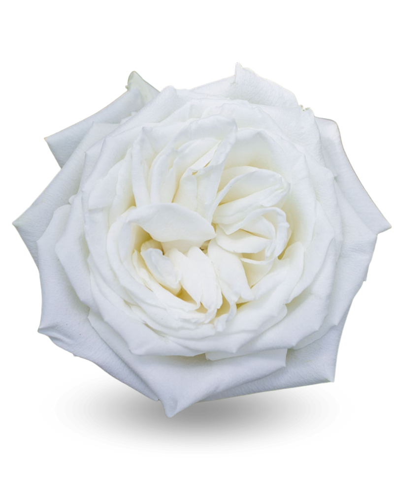 Роза «Плая Бланка»