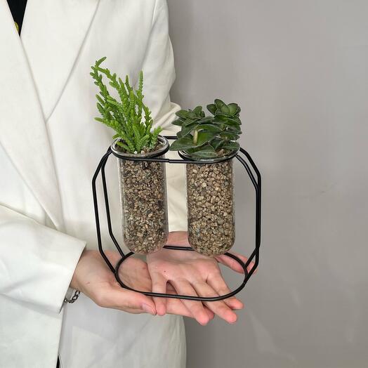 Микс суккулентов в Колбах