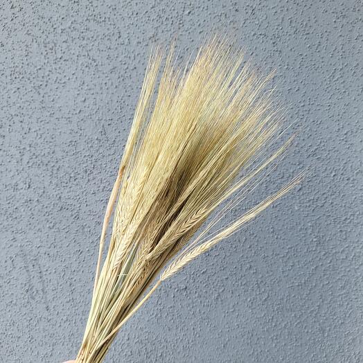 Ячмень сухоцвет