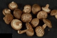 Грибы Шиитаки