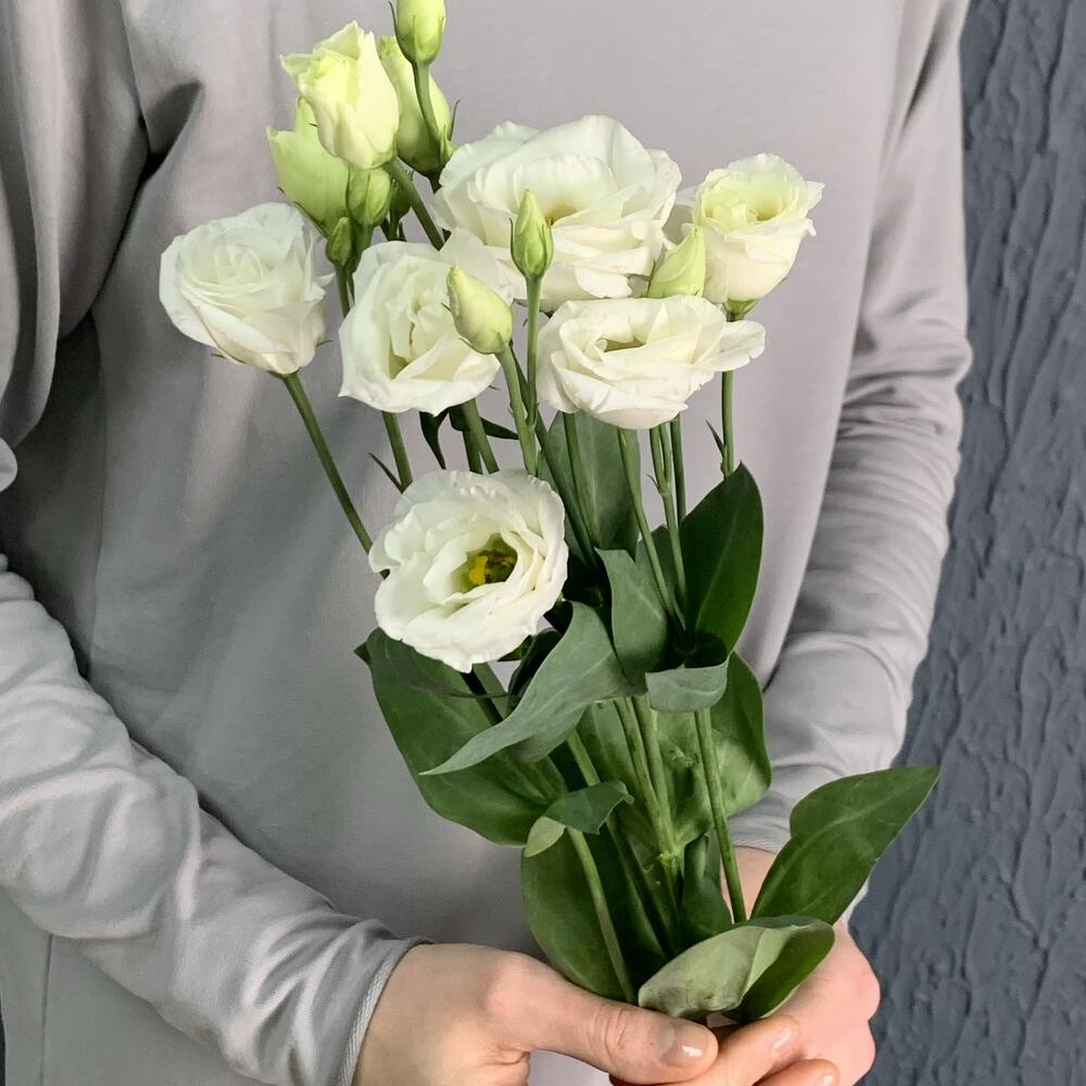 Эустома белая свежая (от 3х шт)