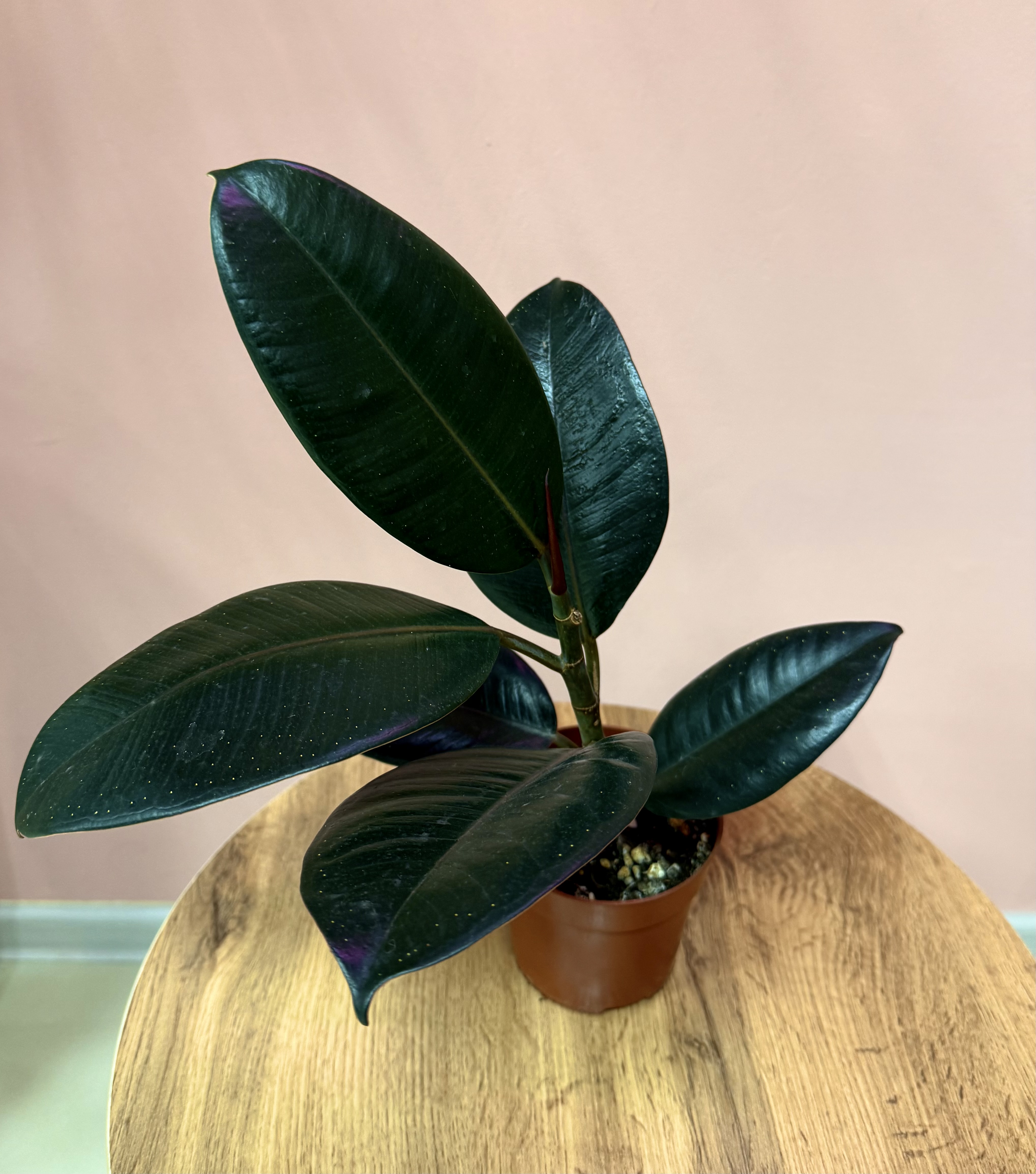 Фикус Бургунди 