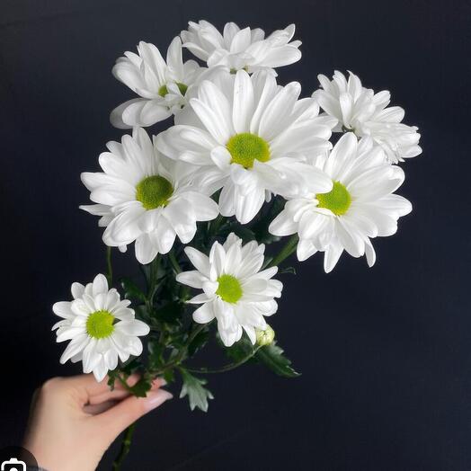 Хризантема кустовая (ромашка)