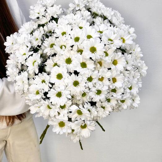 Букет из 11 ромашковидных хризантем под ленту