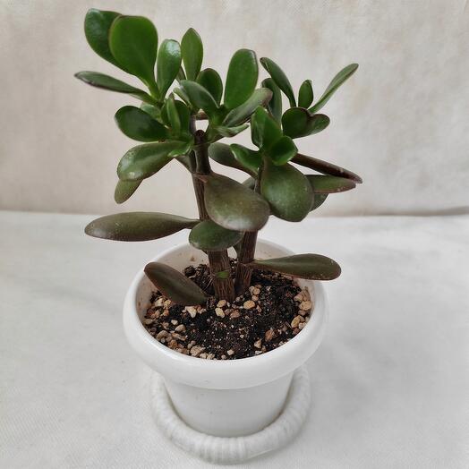 Денежное дерево (Толстянка), арт003