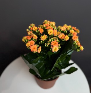 Каланхое микс оранжевая