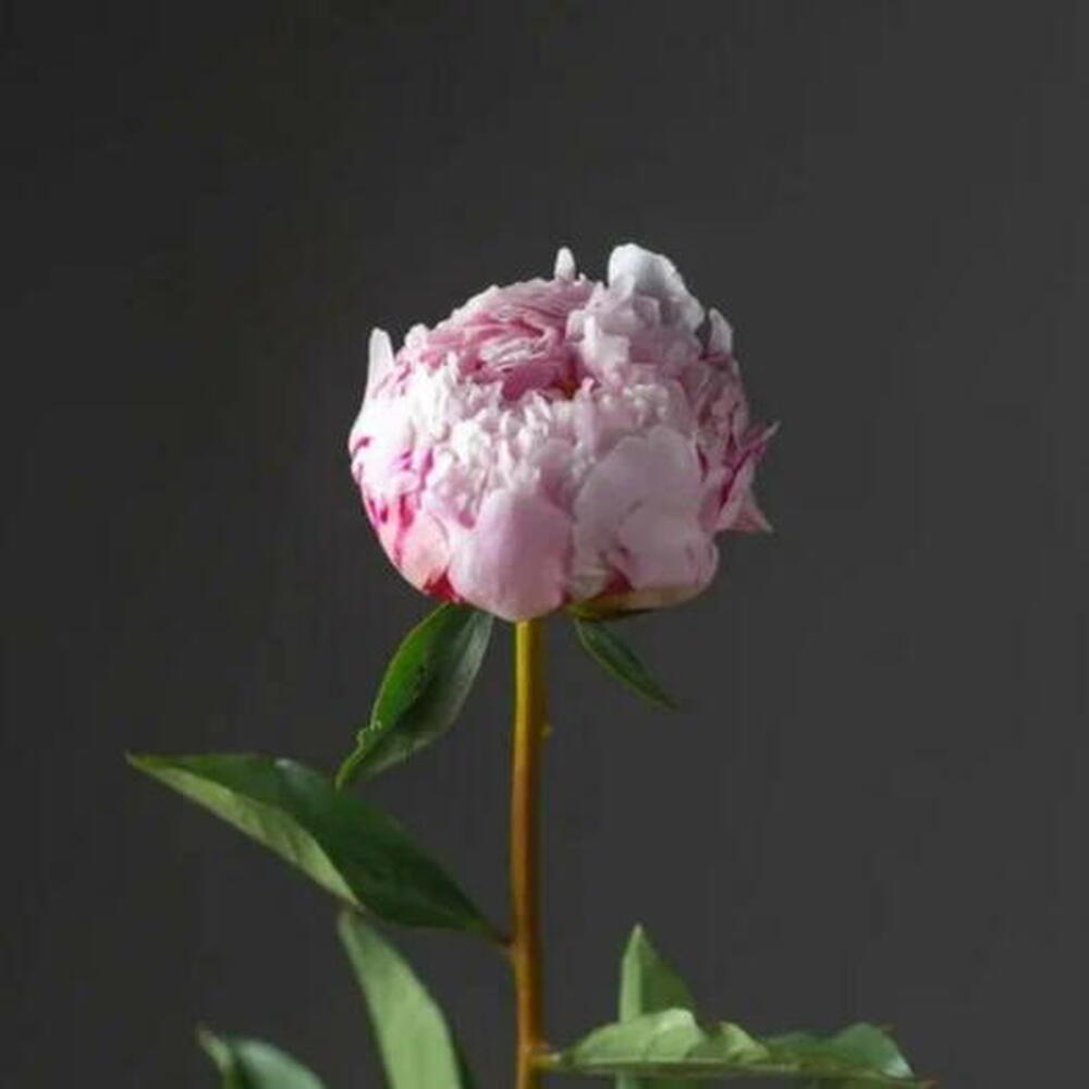 НАСТОЯЩИЙ ПИОН