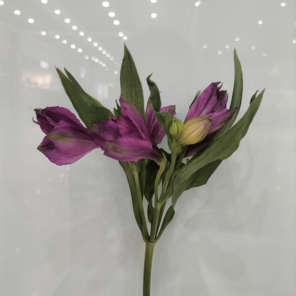 Альстромерия фиолетовая