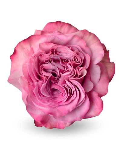 Роза «Кантри блюз»