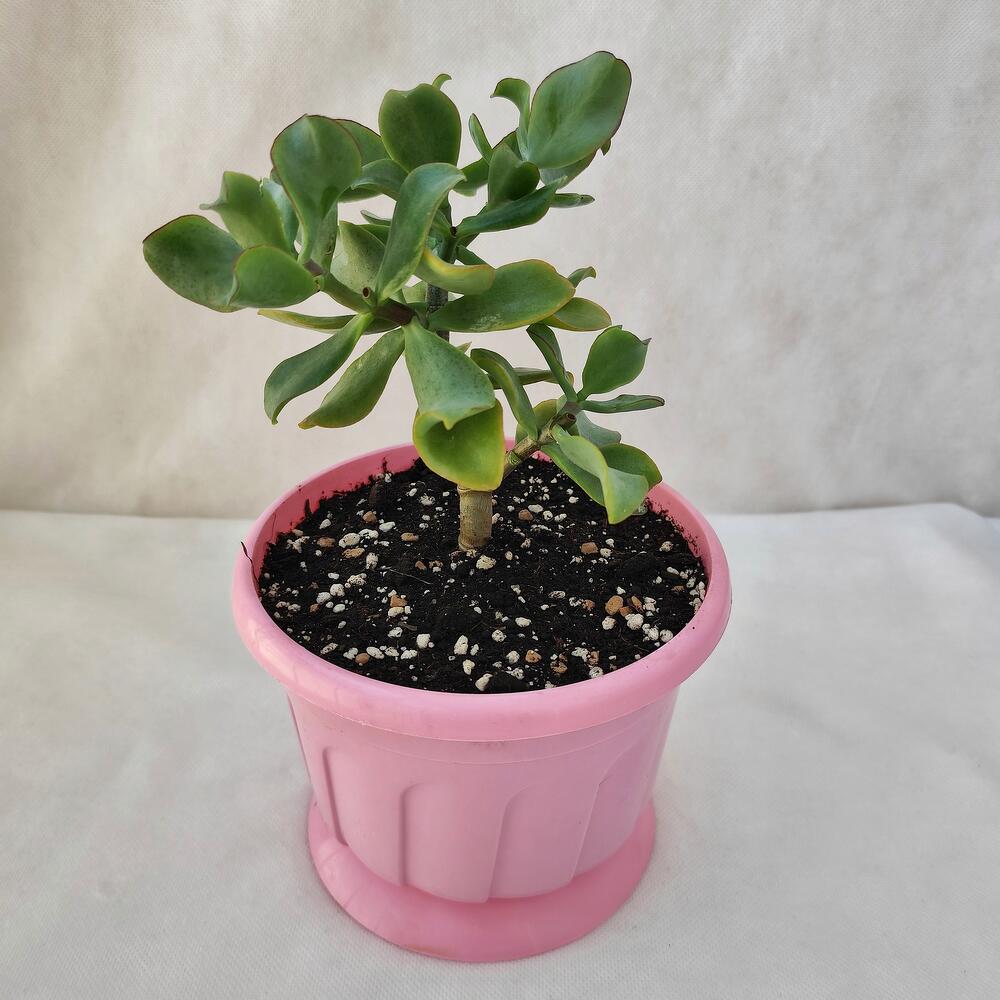 Комнатное растение Крассула (Денежное дерево) в горшке, арт008