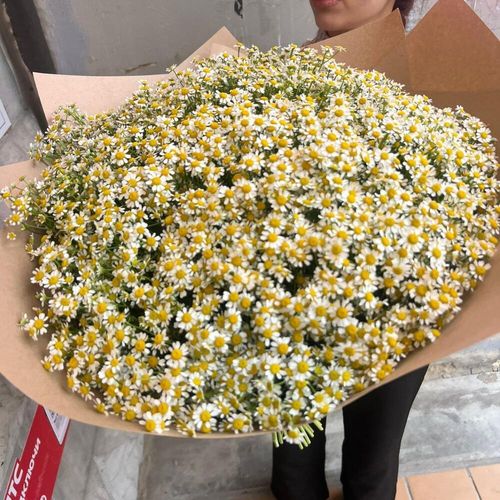 101 ромашка, Огромный букет ромашек