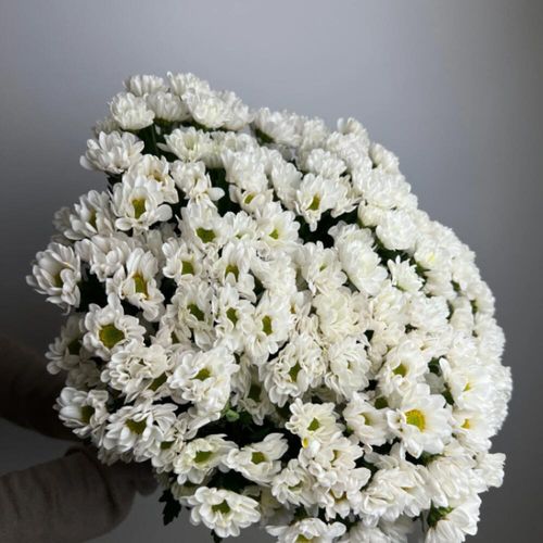 29 кустовых хризантем 