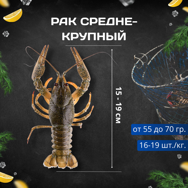 Рак M - живые средне-крупный