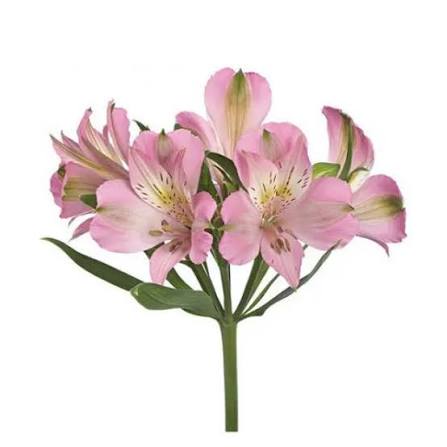 Альстромерия розовая 1 шт. 