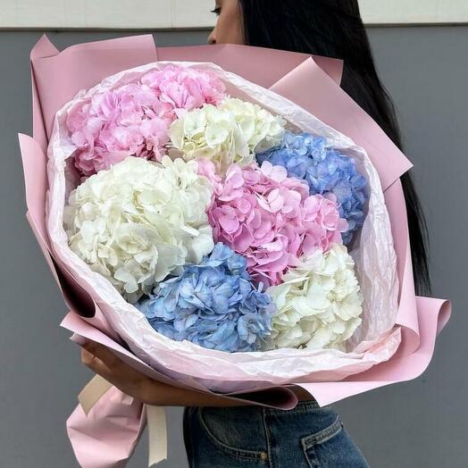 Разноцветные гортензии 