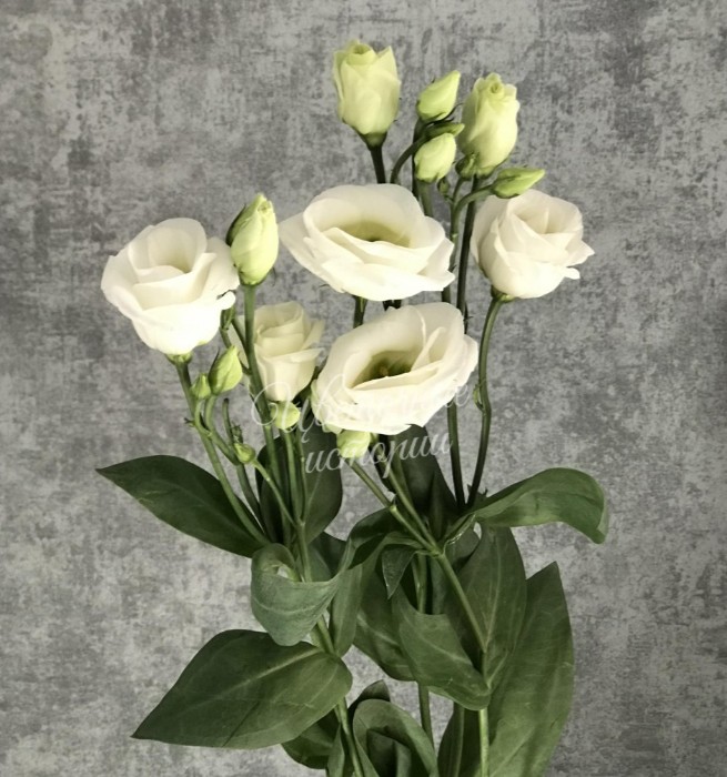 Эустома белая