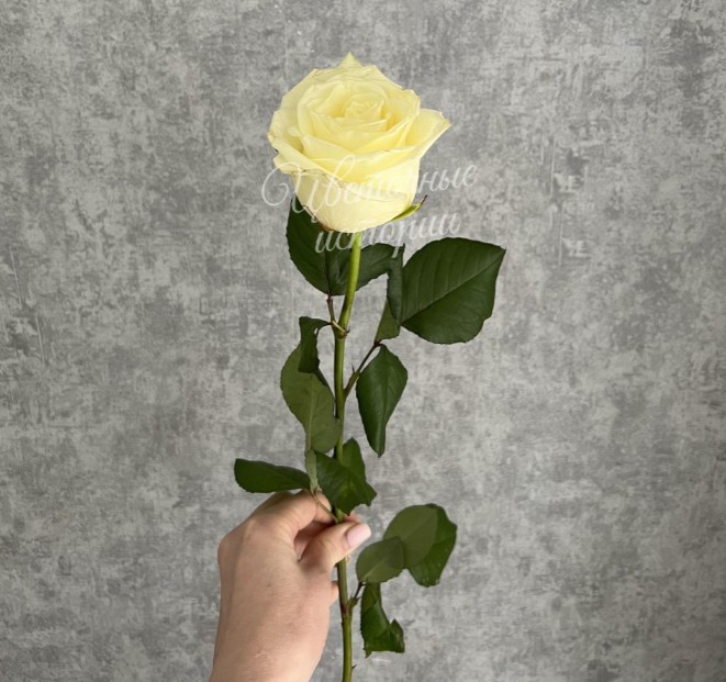 Роза белая Россия 50 см