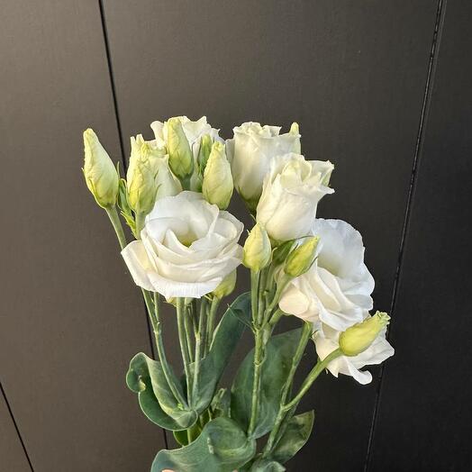 Лизиантус росита белый