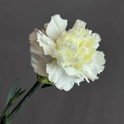 Гвоздика белая