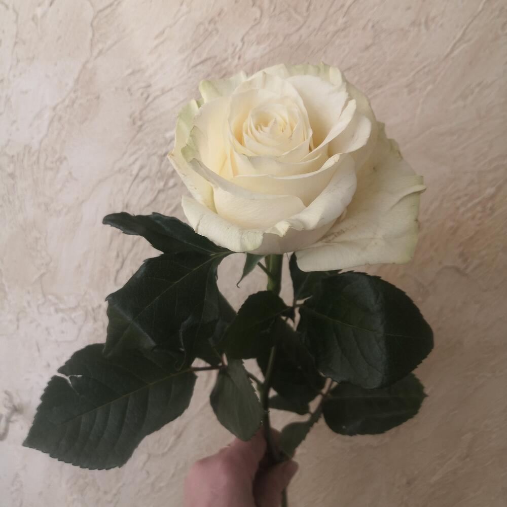 Роза Мондиаль 60 см