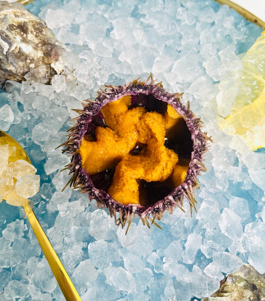 Морской ёжик