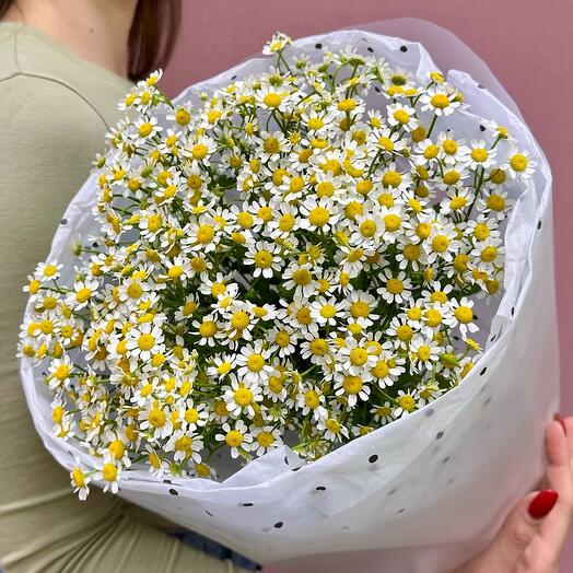 Ромашковая поляна