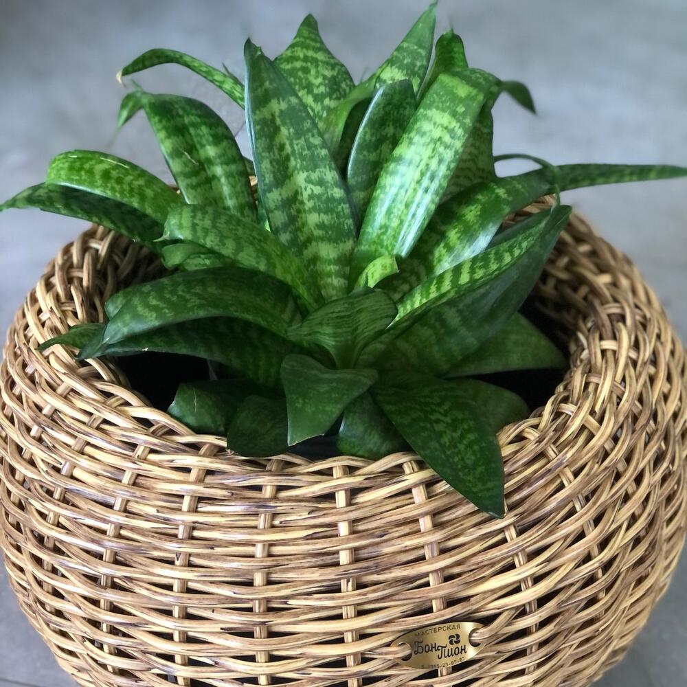 Сансенверия в кашпо ручной работы