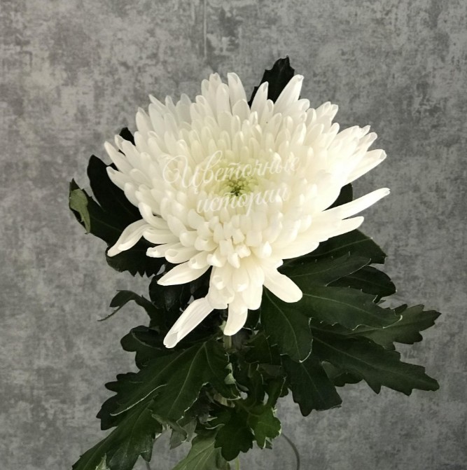 Хризантема одноголовая белая