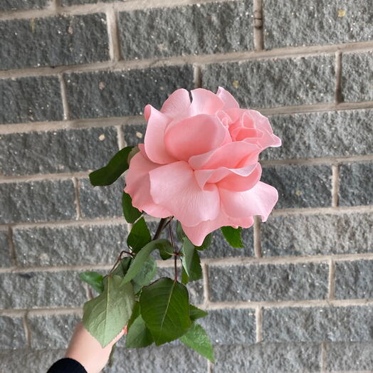 Роза французская