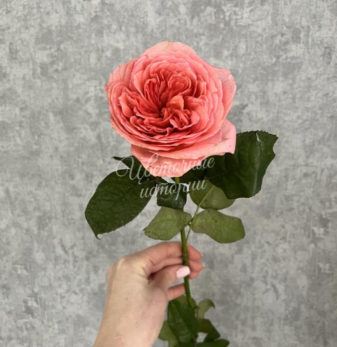 Роза Лондон Ай