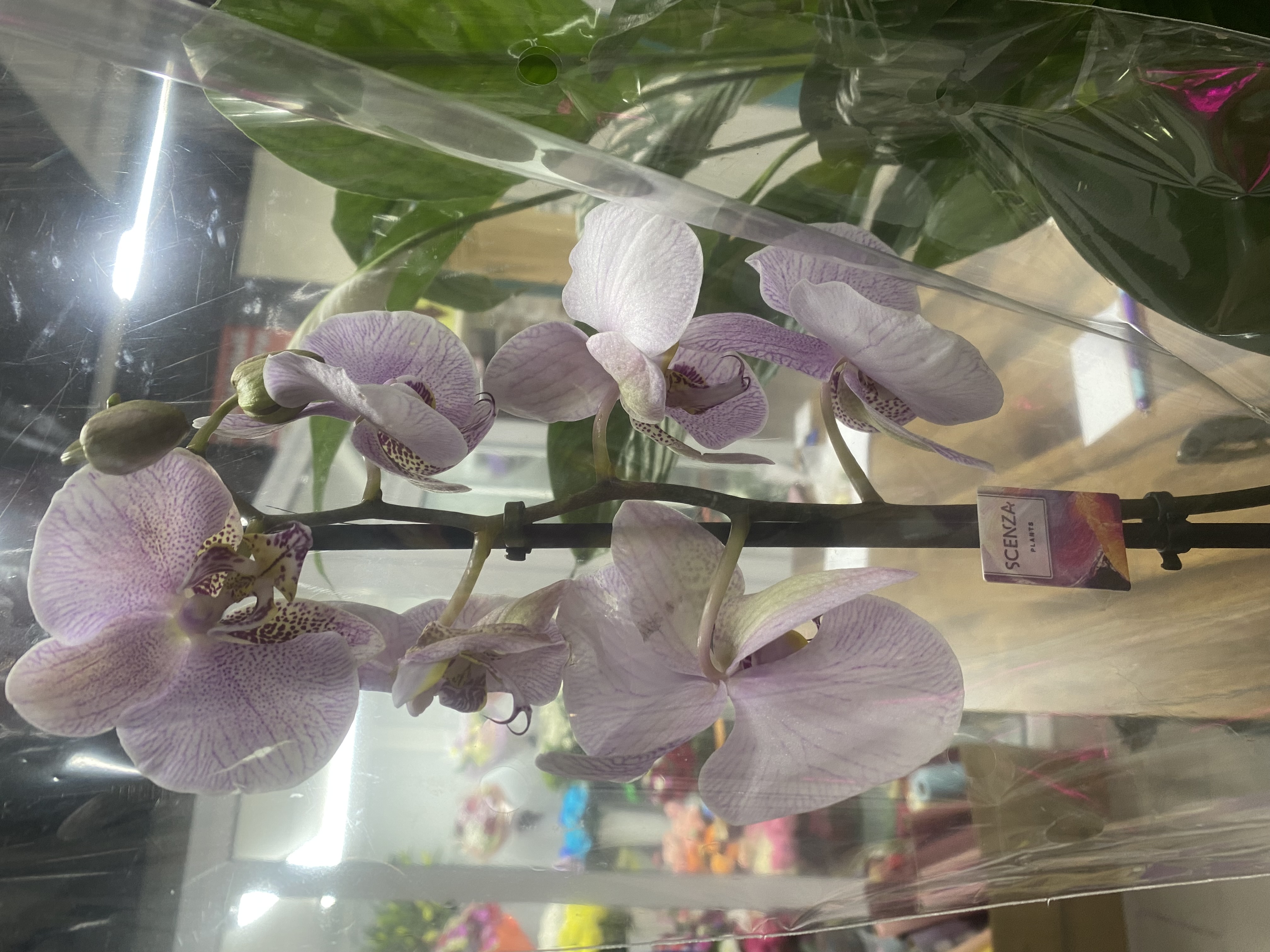 Фаленопсис