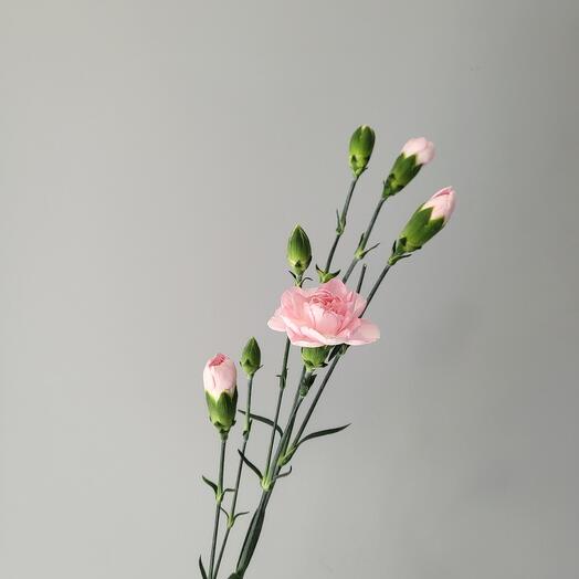 Диантус кустовой