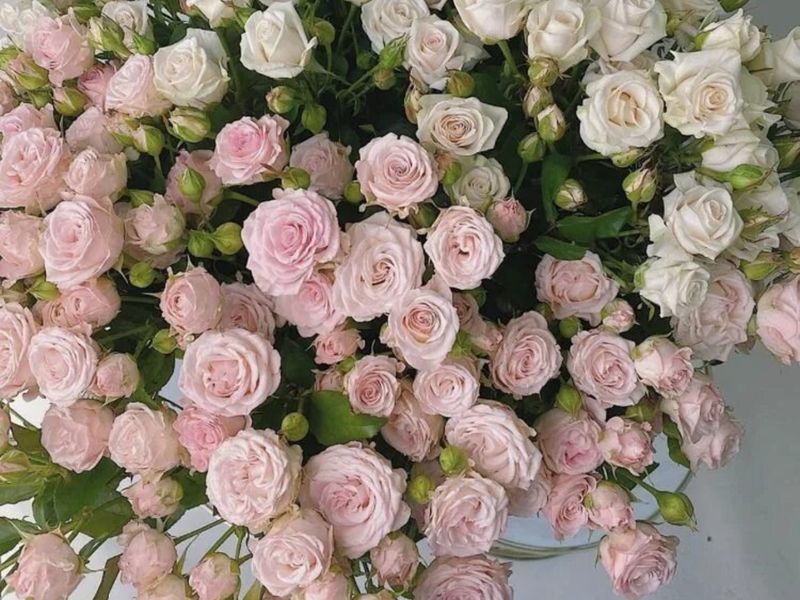 Букет кустовых Роз (25 шт)