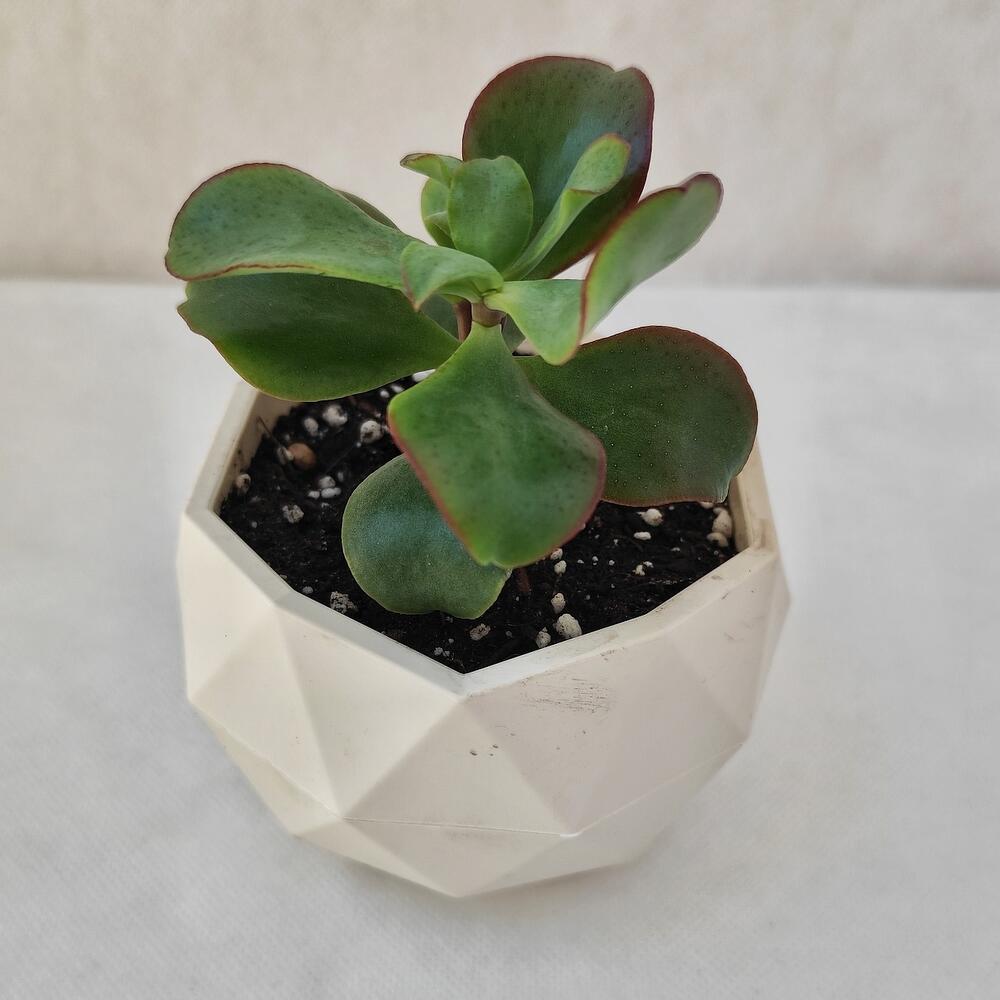 Крассула (Денежное дерево) сорт Ундуллатифолия в горшке, арт 005