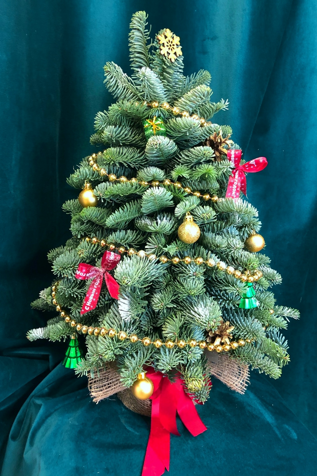 Ёлочка из голубого нобилиса