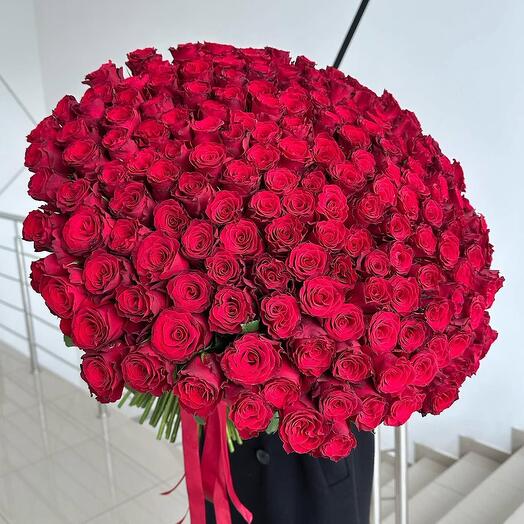 101 высокая большая Роза красная 70 см