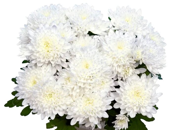 Хризантема «Алтай»