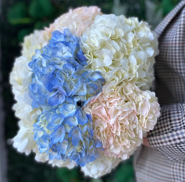 Букет из 9 гортензий с оформлением под ленту