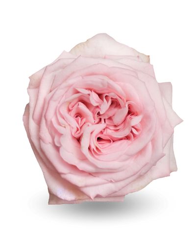 Роза «Пинк охара»