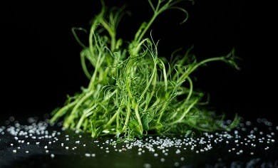 Микрозелень