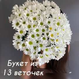 Моно из ромашковой хризантемы 13 штук под ленту