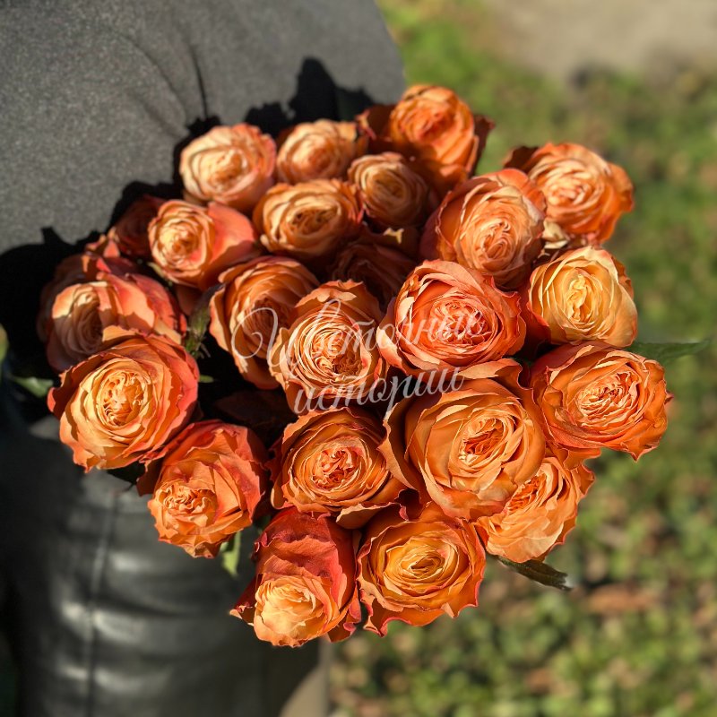 Роза кахала персиковая